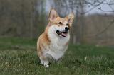 CORGI PEMBROKE 1170